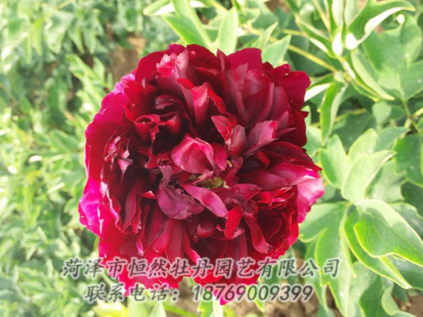 點(diǎn)擊查看詳細(xì)信息<br>標(biāo)題：紅色牡丹 閱讀次數(shù)：972