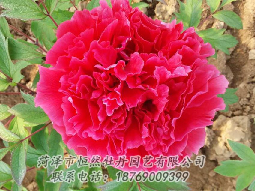 點(diǎn)擊查看詳細(xì)信息<br>標(biāo)題：紅色牡丹 閱讀次數(shù)：1085