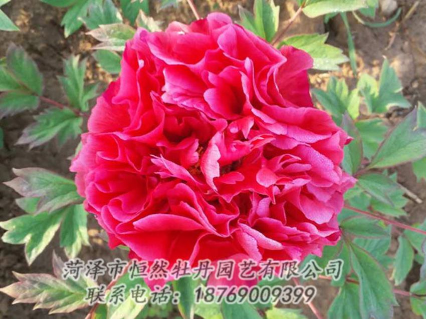 點(diǎn)擊查看詳細(xì)信息<br>標(biāo)題：紅色牡丹 閱讀次數(shù)：1926