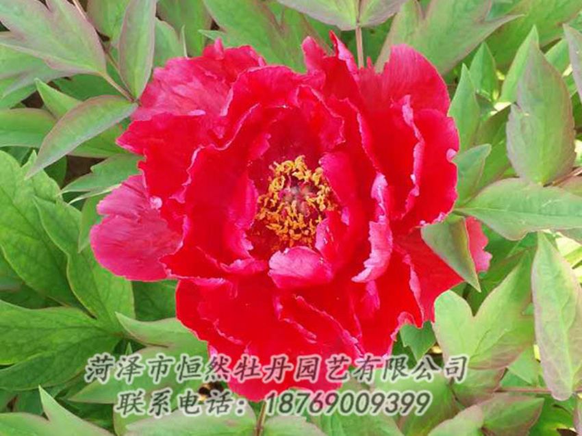 點(diǎn)擊查看詳細(xì)信息<br>標(biāo)題：紅色牡丹 閱讀次數(shù)：1125