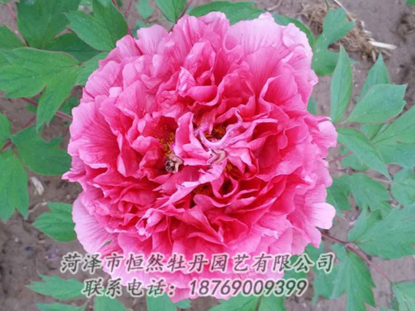 點(diǎn)擊查看詳細(xì)信息<br>標(biāo)題：紅色牡丹 閱讀次數(shù)：1997