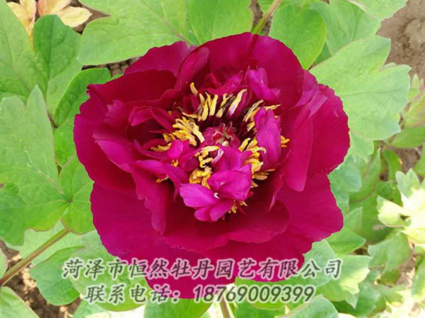 點(diǎn)擊查看詳細(xì)信息<br>標(biāo)題：紅色牡丹 閱讀次數(shù)：1892