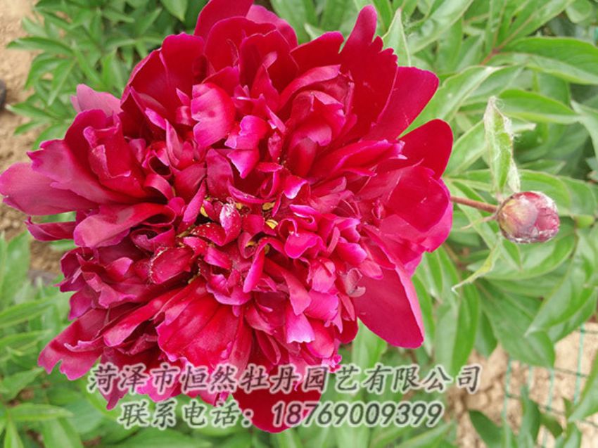點擊查看詳細信息<br>標(biāo)題：紅色芍藥 閱讀次數(shù)：1051