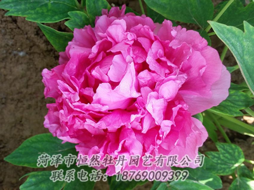 點(diǎn)擊查看詳細(xì)信息<br>標(biāo)題：紅色牡丹 閱讀次數(shù)：2102