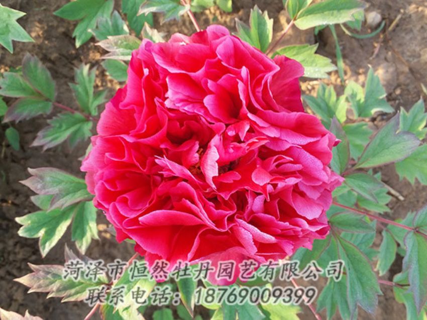 點擊查看詳細信息<br>標題：紅色牡丹 閱讀次數(shù)：1274