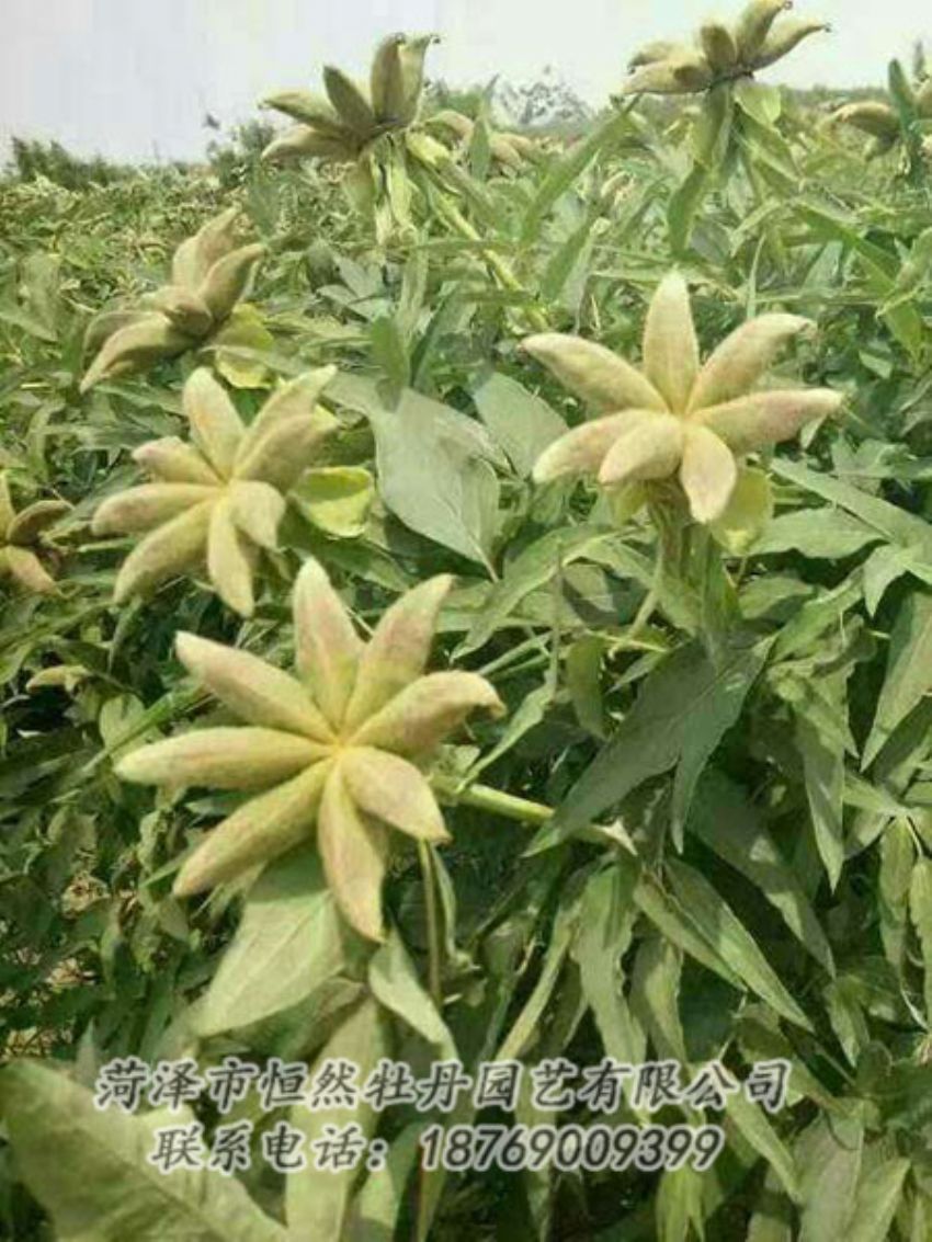 點(diǎn)擊查看詳細(xì)信息<br>標(biāo)題：油用牡丹 閱讀次數(shù)：1248