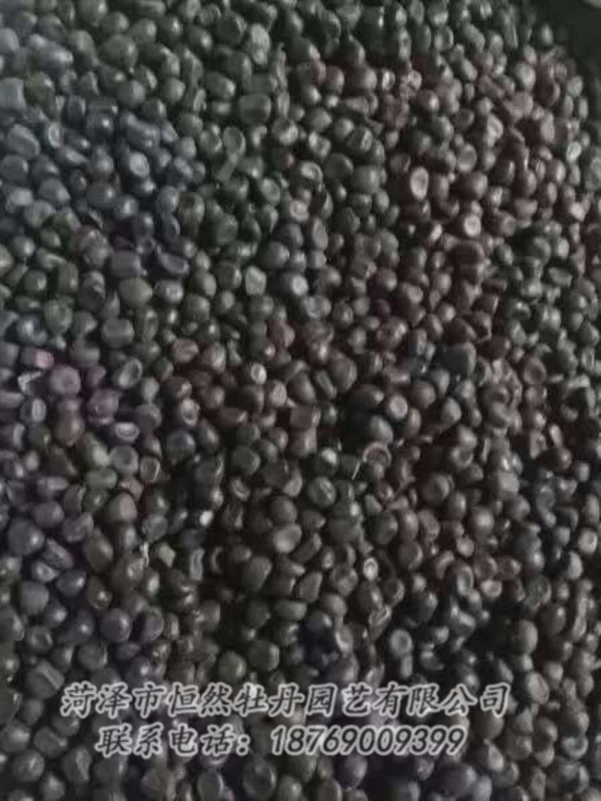點(diǎn)擊查看詳細(xì)信息<br>標(biāo)題：油用牡丹 閱讀次數(shù)：1207