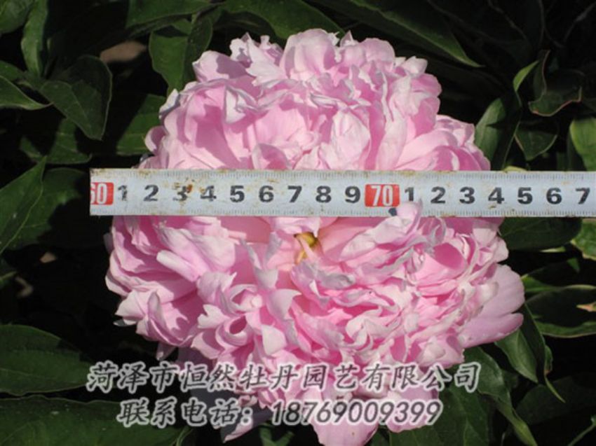 點擊查看詳細信息<br>標題：桃面爭春 閱讀次數(shù)：1217