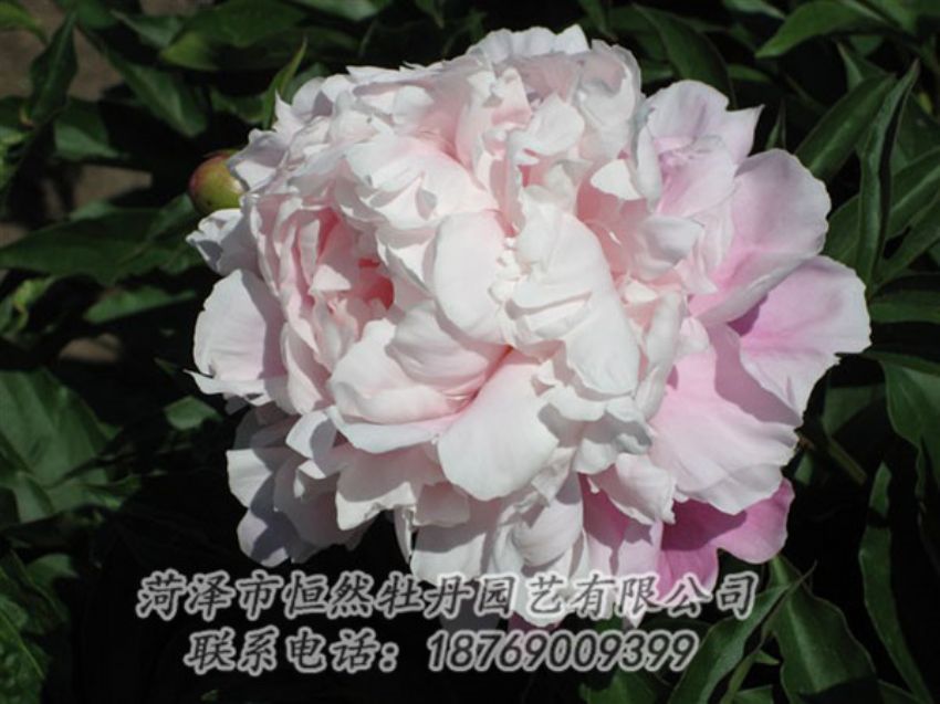 點(diǎn)擊查看詳細(xì)信息<br>標(biāo)題：粉玉樓 閱讀次數(shù)：1193