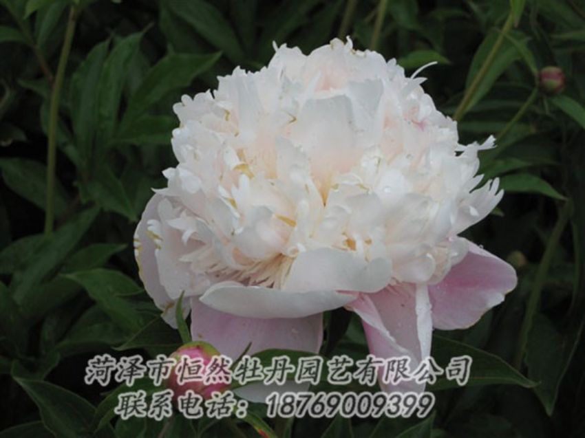 點(diǎn)擊查看詳細(xì)信息<br>標(biāo)題：粉池滴翠 閱讀次數(shù)：1238