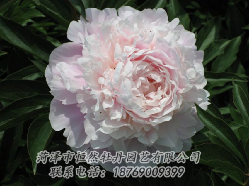 點(diǎn)擊查看詳細(xì)信息<br>標(biāo)題：遲粉 閱讀次數(shù)：1225