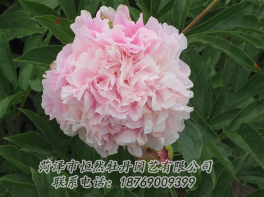 點(diǎn)擊查看詳細(xì)信息<br>標(biāo)題：粉面桃花 閱讀次數(shù)：1294