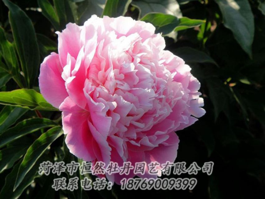 點(diǎn)擊查看詳細(xì)信息<br>標(biāo)題：粉色芍藥 閱讀次數(shù)：2079