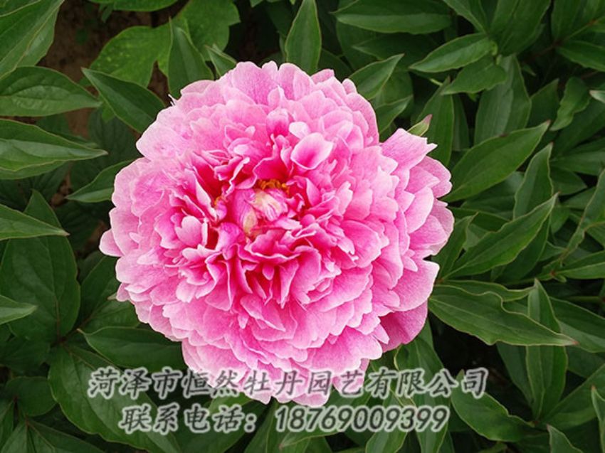 點(diǎn)擊查看詳細(xì)信息<br>標(biāo)題：粉色芍藥 閱讀次數(shù)：1170