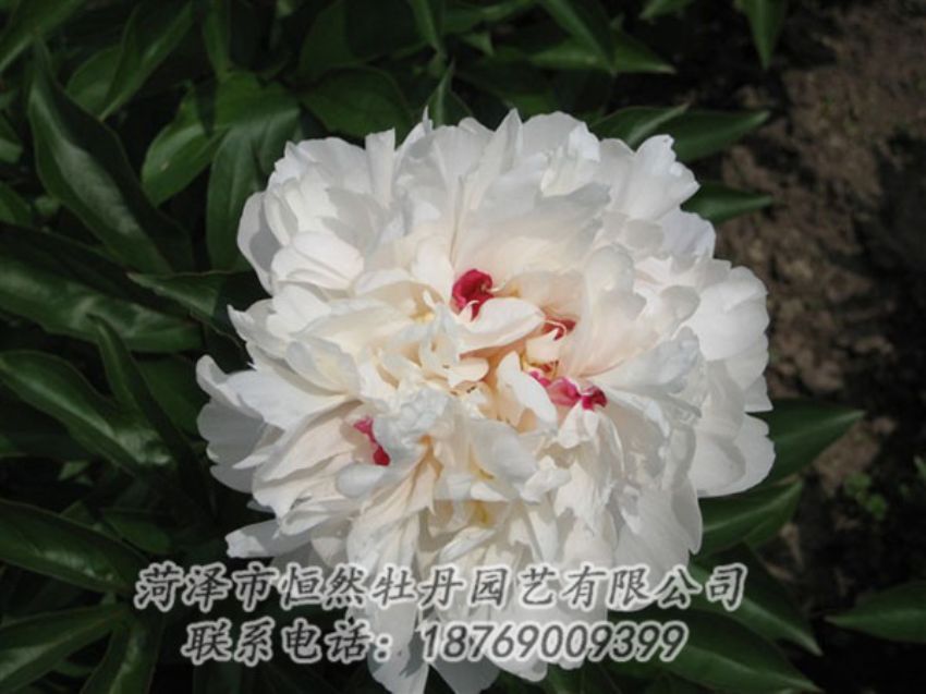 點擊查看詳細信息<br>標題：雪原紅星 閱讀次數：1445