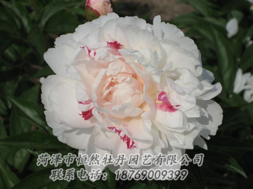 點擊查看詳細信息<br>標題：五花龍玉 閱讀次數：1210