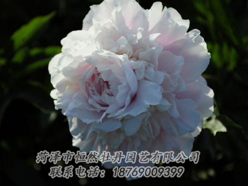 點(diǎn)擊查看詳細(xì)信息<br>標(biāo)題：粉色芍藥 閱讀次數(shù)：1149