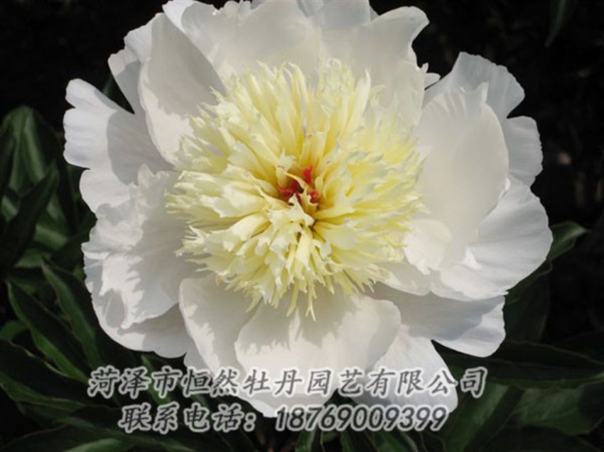 點擊查看詳細信息<br>標題：金簪刺玉 閱讀次數：1244