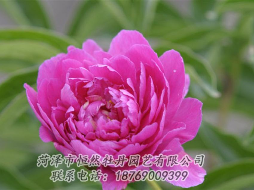 點擊查看詳細信息<br>標題：紅茶花 閱讀次數(shù)：1024