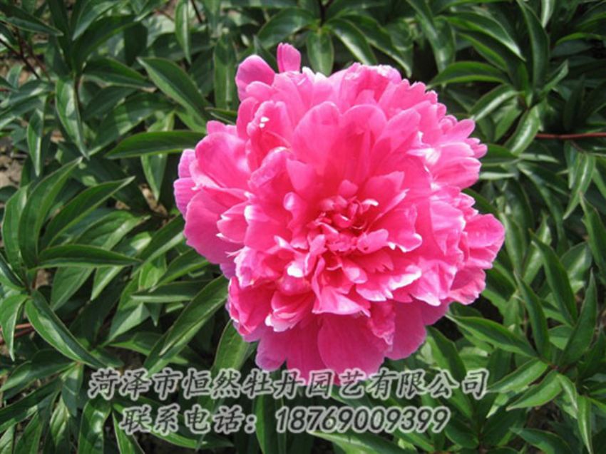 點(diǎn)擊查看詳細(xì)信息<br>標(biāo)題：富貴紅 閱讀次數(shù)：989