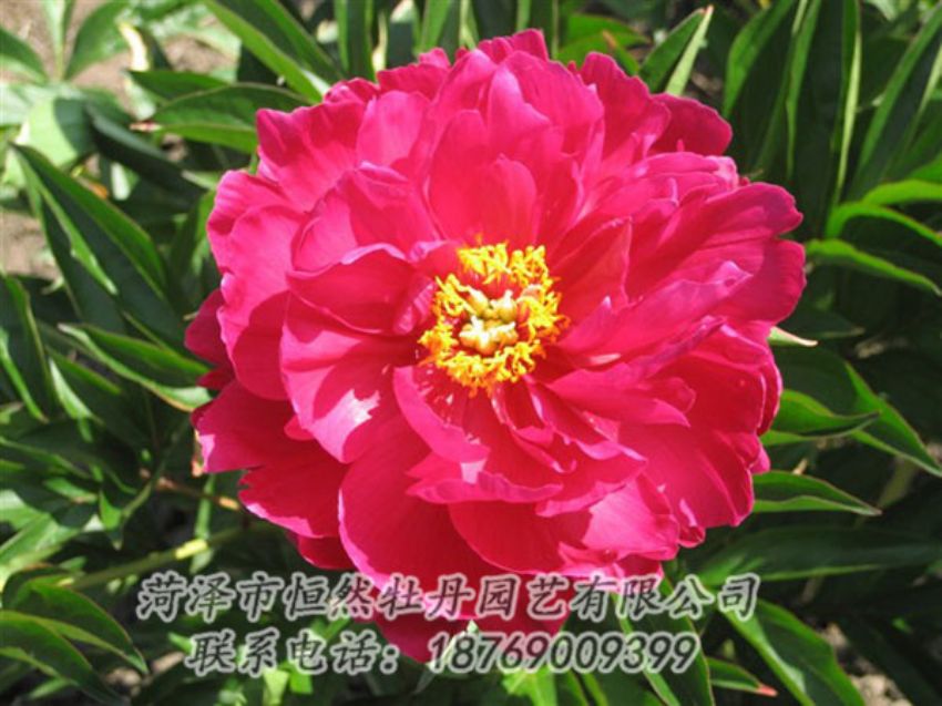 點(diǎn)擊查看詳細(xì)信息<br>標(biāo)題：大紅赤金 閱讀次數(shù)：1071