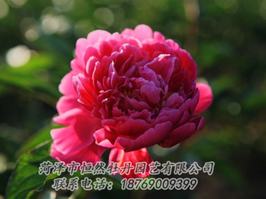 點(diǎn)擊查看詳細(xì)信息<br>標(biāo)題：大紅赤金 閱讀次數(shù)：1049