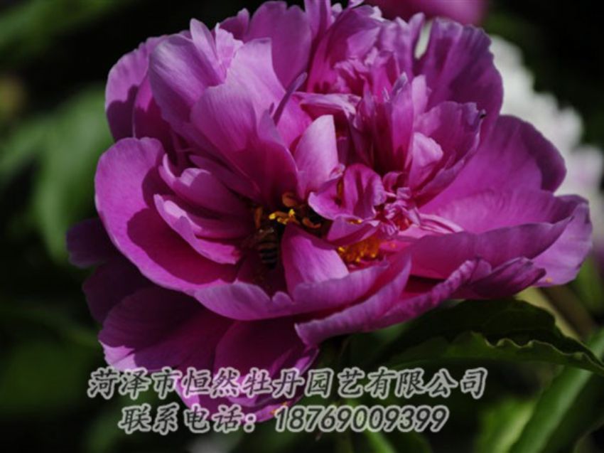 點擊查看詳細信息<br>標題：紫凌 閱讀次數(shù)：1149