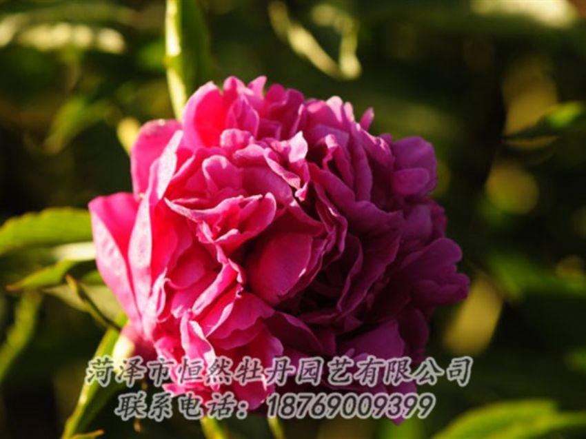 點擊查看詳細信息<br>標題：紫鳳朝陽 閱讀次數(shù)：1220