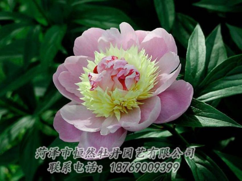 點擊查看詳細信息<br>標題：復色芍藥 閱讀次數：1194