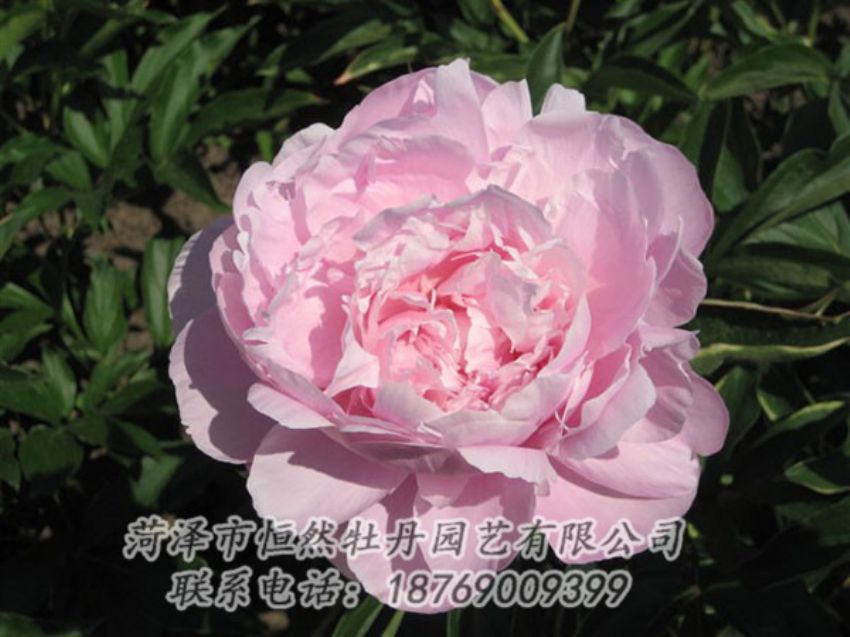 點(diǎn)擊查看詳細(xì)信息<br>標(biāo)題：藍(lán)田碧玉 閱讀次數(shù)：2294