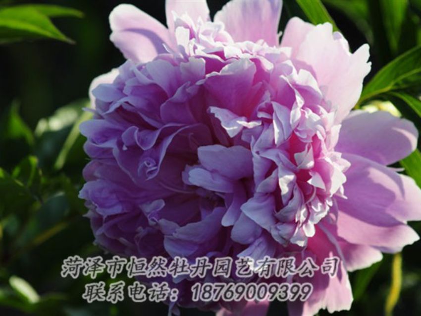 點擊查看詳細信息<br>標題：藍菊 閱讀次數(shù)：1219