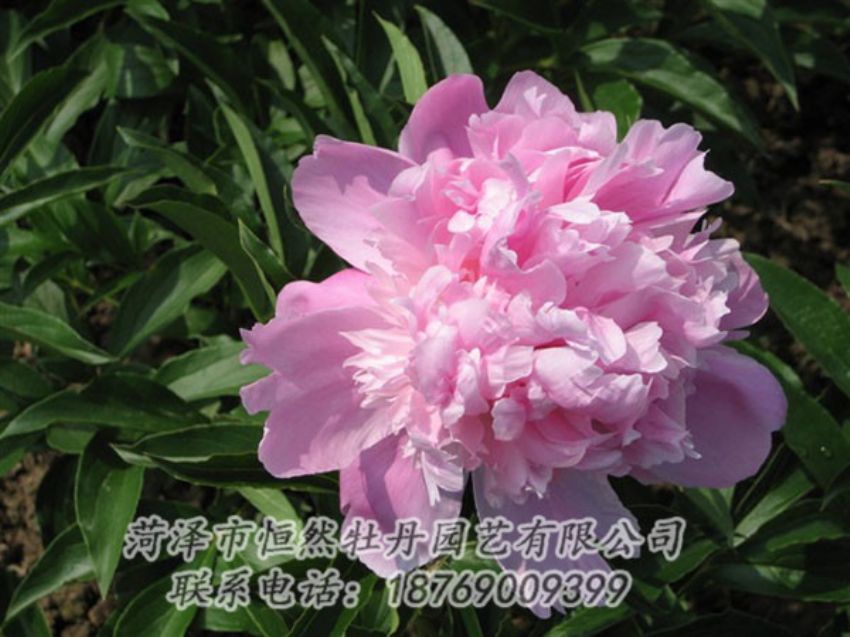 點擊查看詳細信息<br>標題：富士山 閱讀次數(shù)：1143
