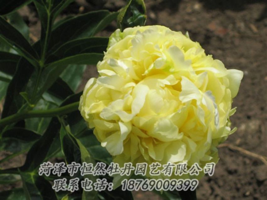 點(diǎn)擊查看詳細(xì)信息<br>標(biāo)題：黃色芍藥 閱讀次數(shù)：1992