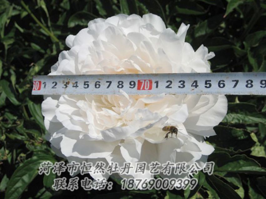 點(diǎn)擊查看詳細(xì)信息<br>標(biāo)題：楊妃出浴 閱讀次數(shù)：1241