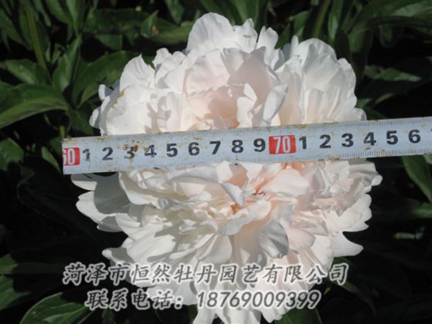 點(diǎn)擊查看詳細(xì)信息<br>標(biāo)題：雪峰 閱讀次數(shù)：1114