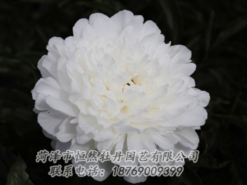 點(diǎn)擊查看詳細(xì)信息<br>標(biāo)題：沙金冠頂 閱讀次數(shù)：1180