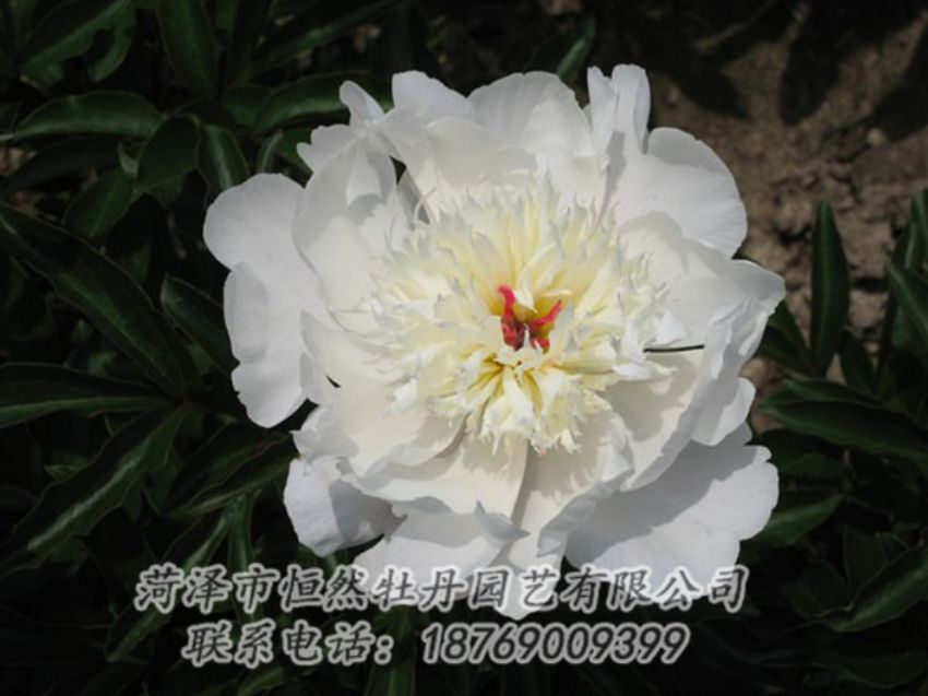 點(diǎn)擊查看詳細(xì)信息<br>標(biāo)題：凌花晨浴 閱讀次數(shù)：1218