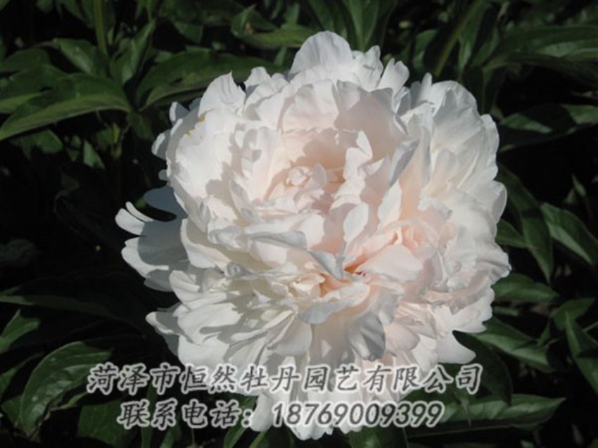 點(diǎn)擊查看詳細(xì)信息<br>標(biāo)題：白玉樓 閱讀次數(shù)：2160