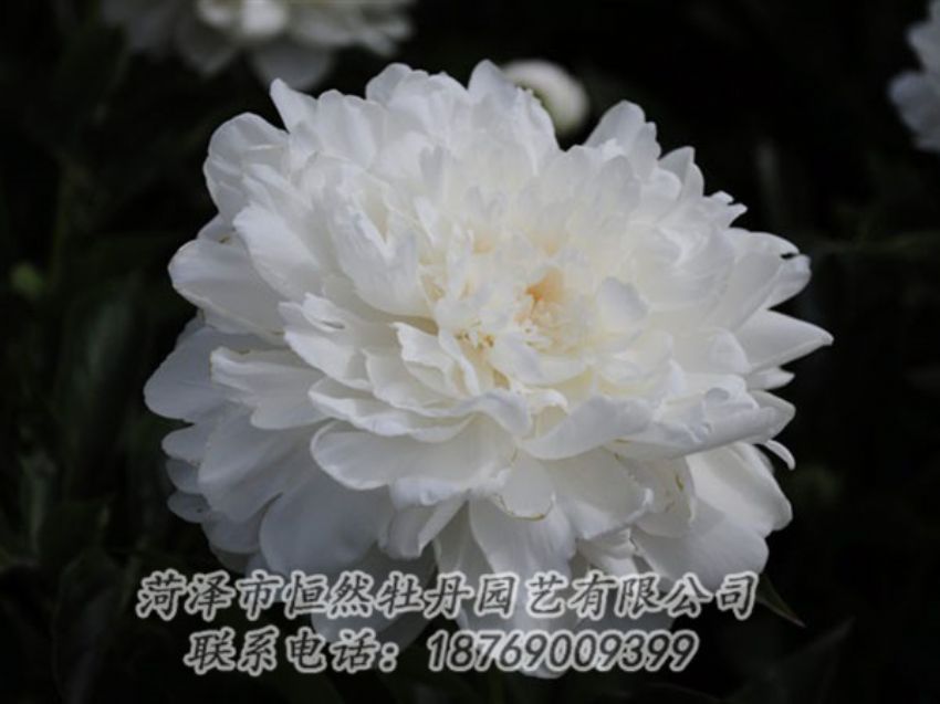 點(diǎn)擊查看詳細(xì)信息<br>標(biāo)題：白色 閱讀次數(shù)：1196