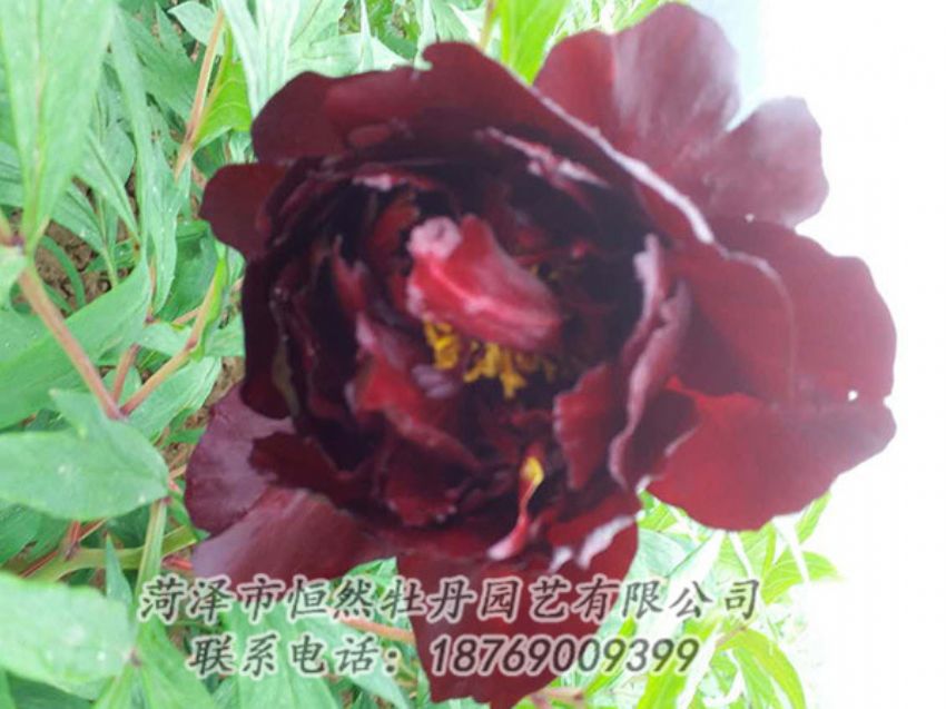 點擊查看詳細(xì)信息<br>標(biāo)題：黑色牡丹 閱讀次數(shù)：1170