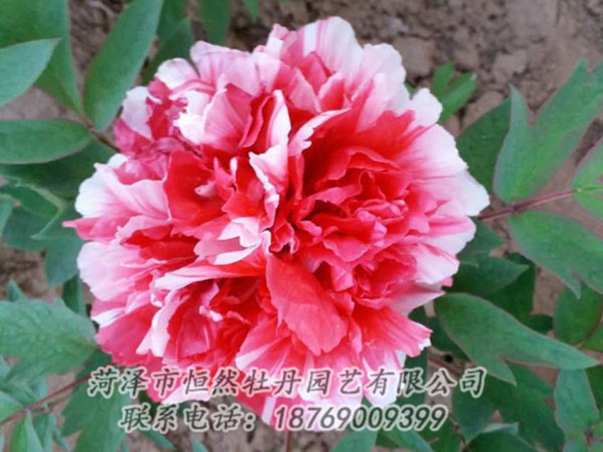 點擊查看詳細信息<br>標(biāo)題：復(fù)色牡丹 閱讀次數(shù)：1188