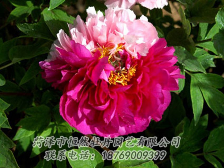 點擊查看詳細信息<br>標(biāo)題：復(fù)色牡丹 閱讀次數(shù)：1137