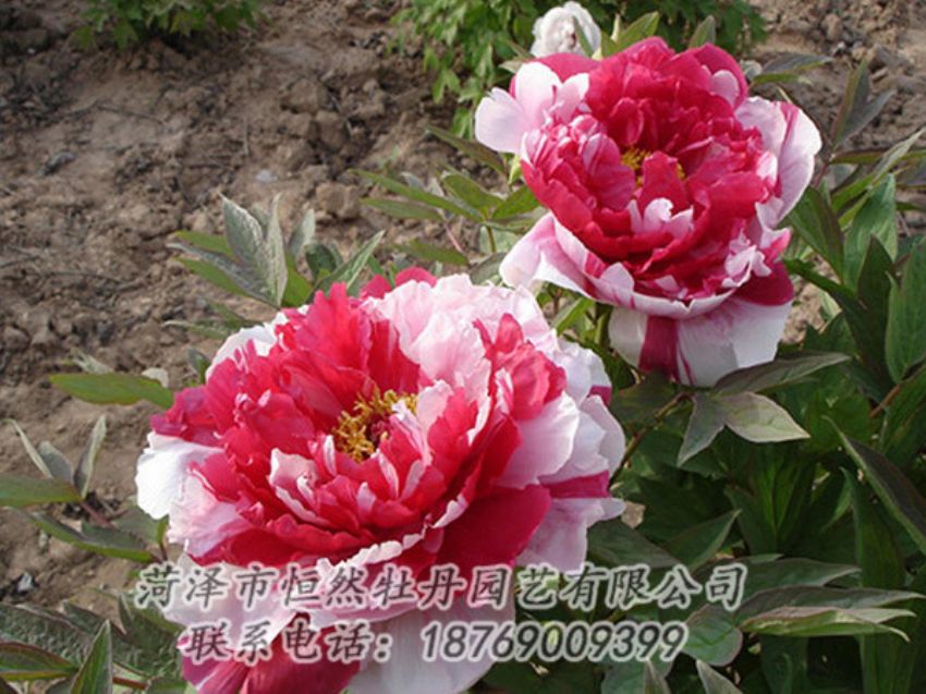 點擊查看詳細信息<br>標(biāo)題：復(fù)色牡丹 閱讀次數(shù)：1182