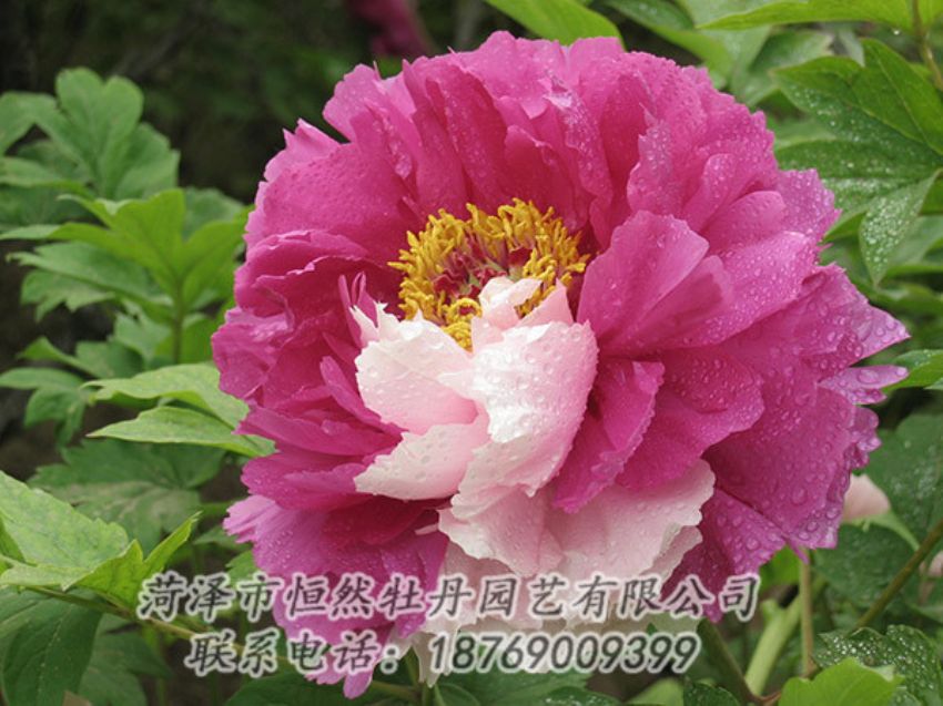點擊查看詳細信息<br>標(biāo)題：復(fù)色牡丹 閱讀次數(shù)：1227
