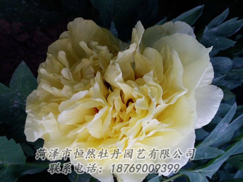 點擊查看詳細(xì)信息<br>標(biāo)題：黃色牡丹 閱讀次數(shù)：1131