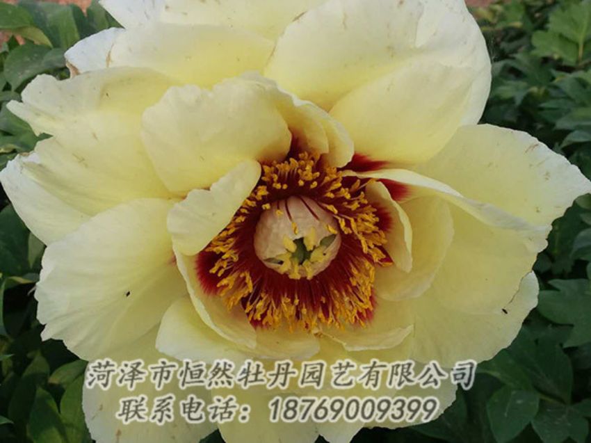 點擊查看詳細(xì)信息<br>標(biāo)題：黃色牡丹 閱讀次數(shù)：1144