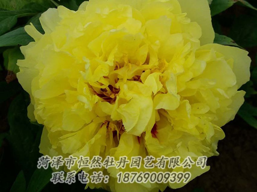 點擊查看詳細(xì)信息<br>標(biāo)題：黃色牡丹 閱讀次數(shù)：1156