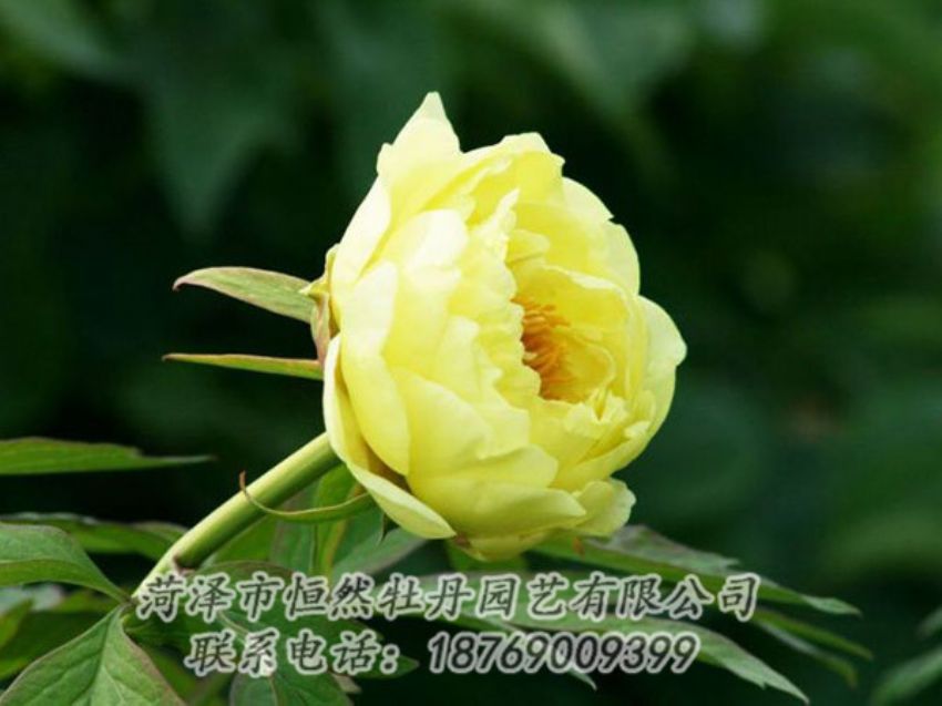點(diǎn)擊查看詳細(xì)信息<br>標(biāo)題：黃色牡丹 閱讀次數(shù)：1913