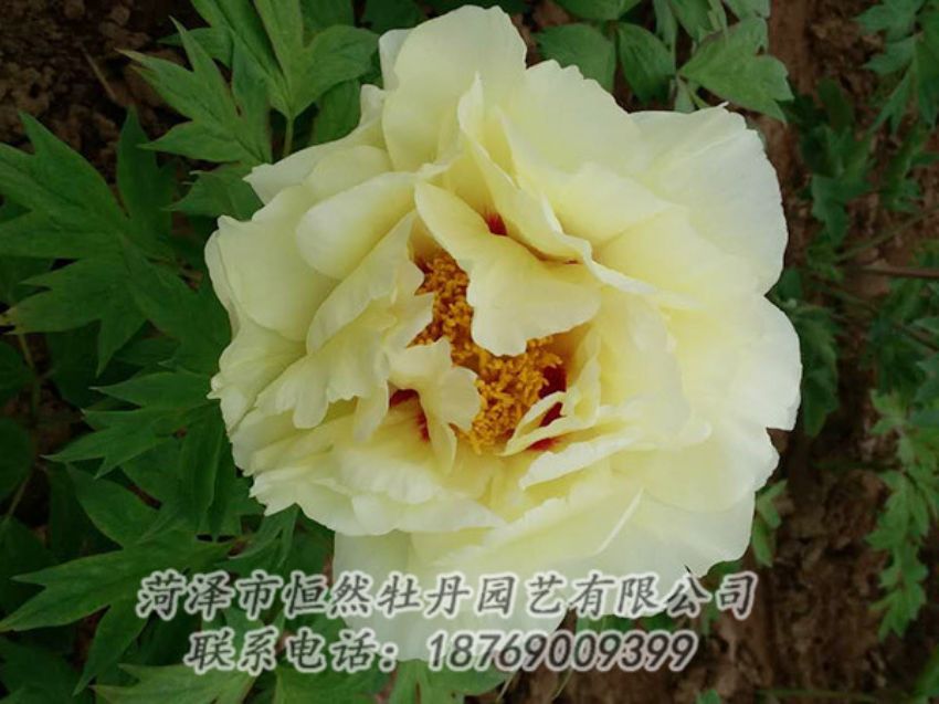 點(diǎn)擊查看詳細(xì)信息<br>標(biāo)題：黃色牡丹 閱讀次數(shù)：1882