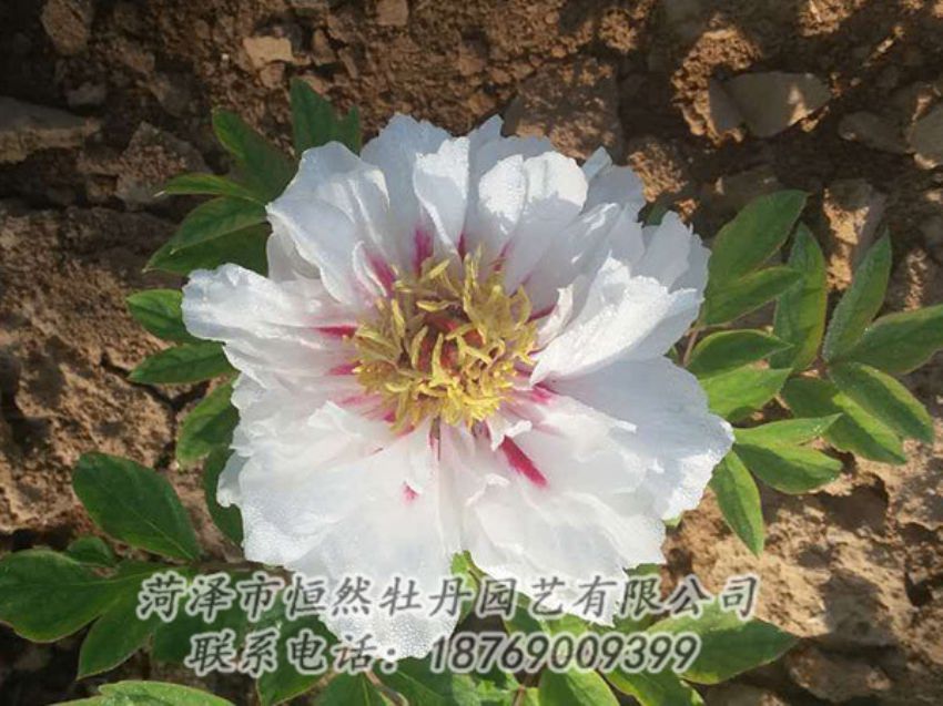 點擊查看詳細(xì)信息<br>標(biāo)題：白色牡丹 閱讀次數(shù)：1234